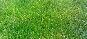 Jak vyčistit skvrny od trávy a špenátu?