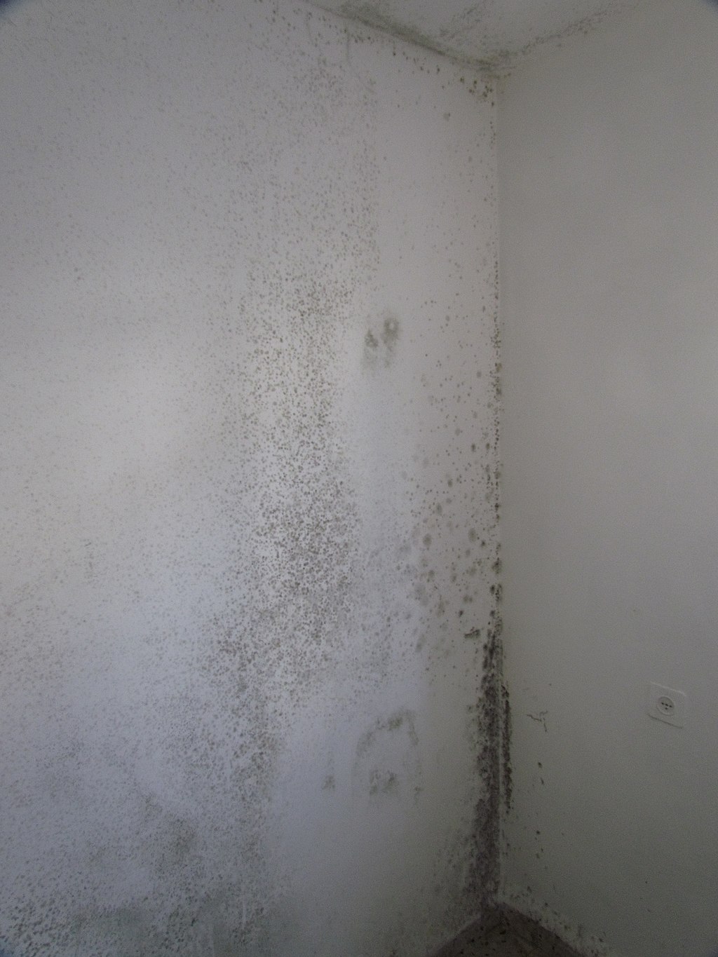 Jak odstranit plíseň ze stěn v bytě i rodinném domě